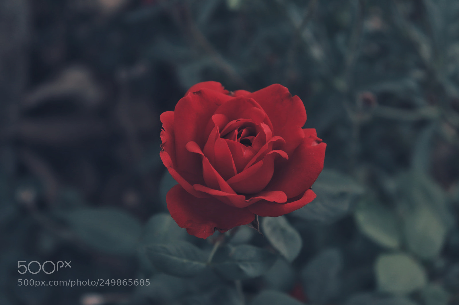 Canon EOS 200D (EOS Rebel SL2 / EOS Kiss X9) sample photo. Rose photography