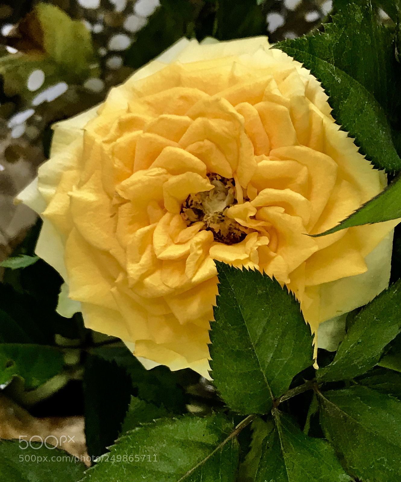 Apple iPhone 7 Plus sample photo. Starting  photography