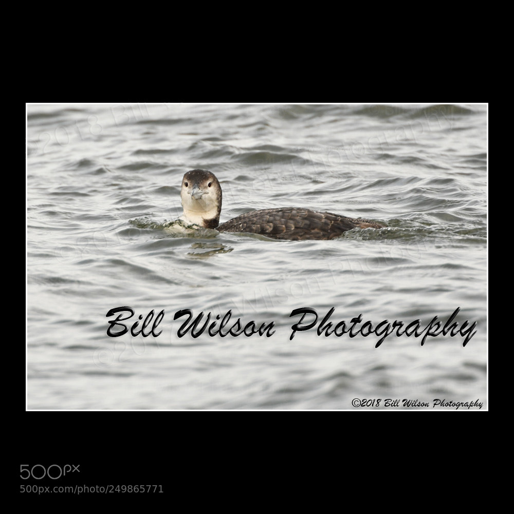 Nikon D500 sample photo. Loon photography