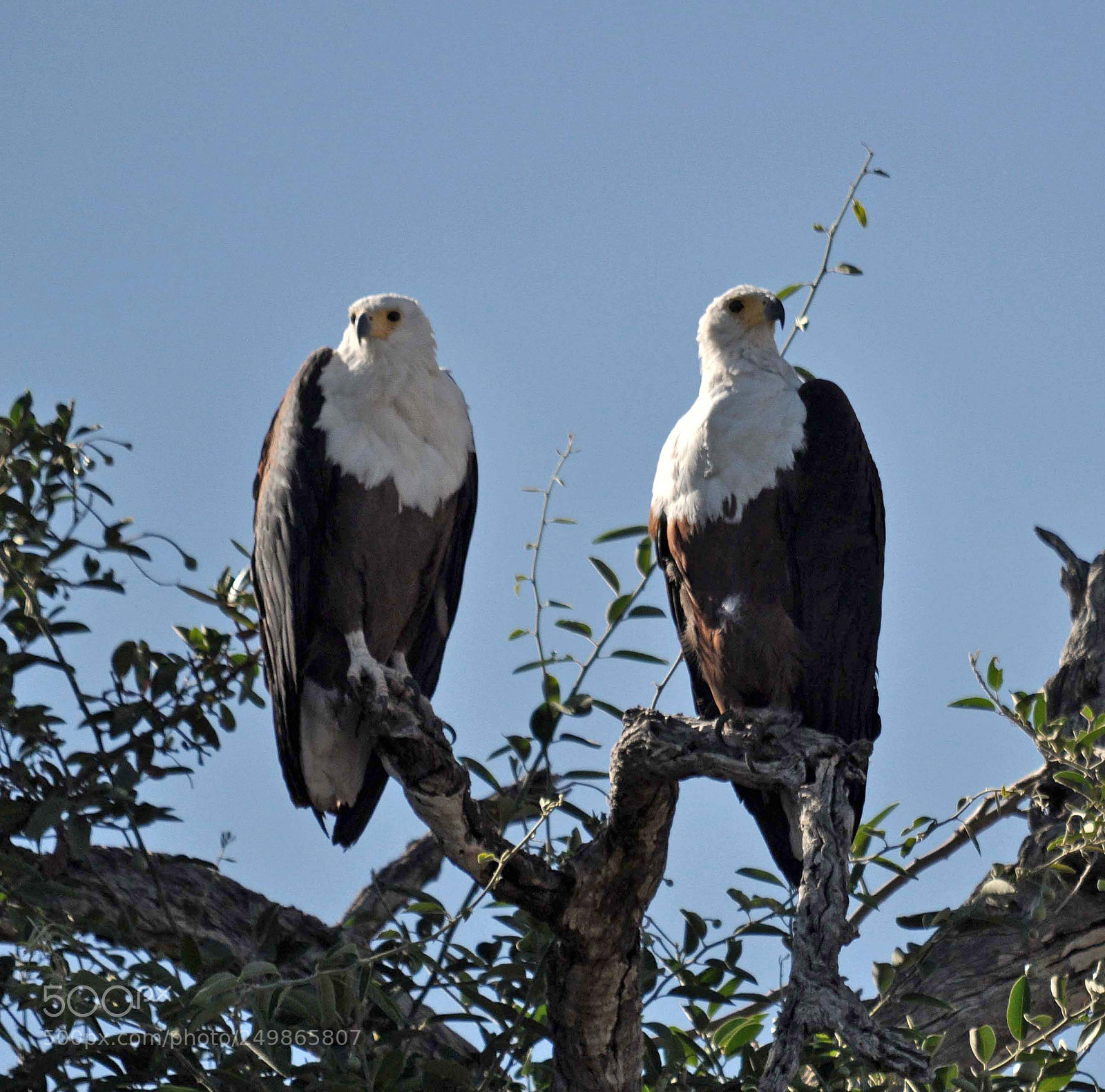 Nikon D90 sample photo. Mr + mrs fish eagle. photography
