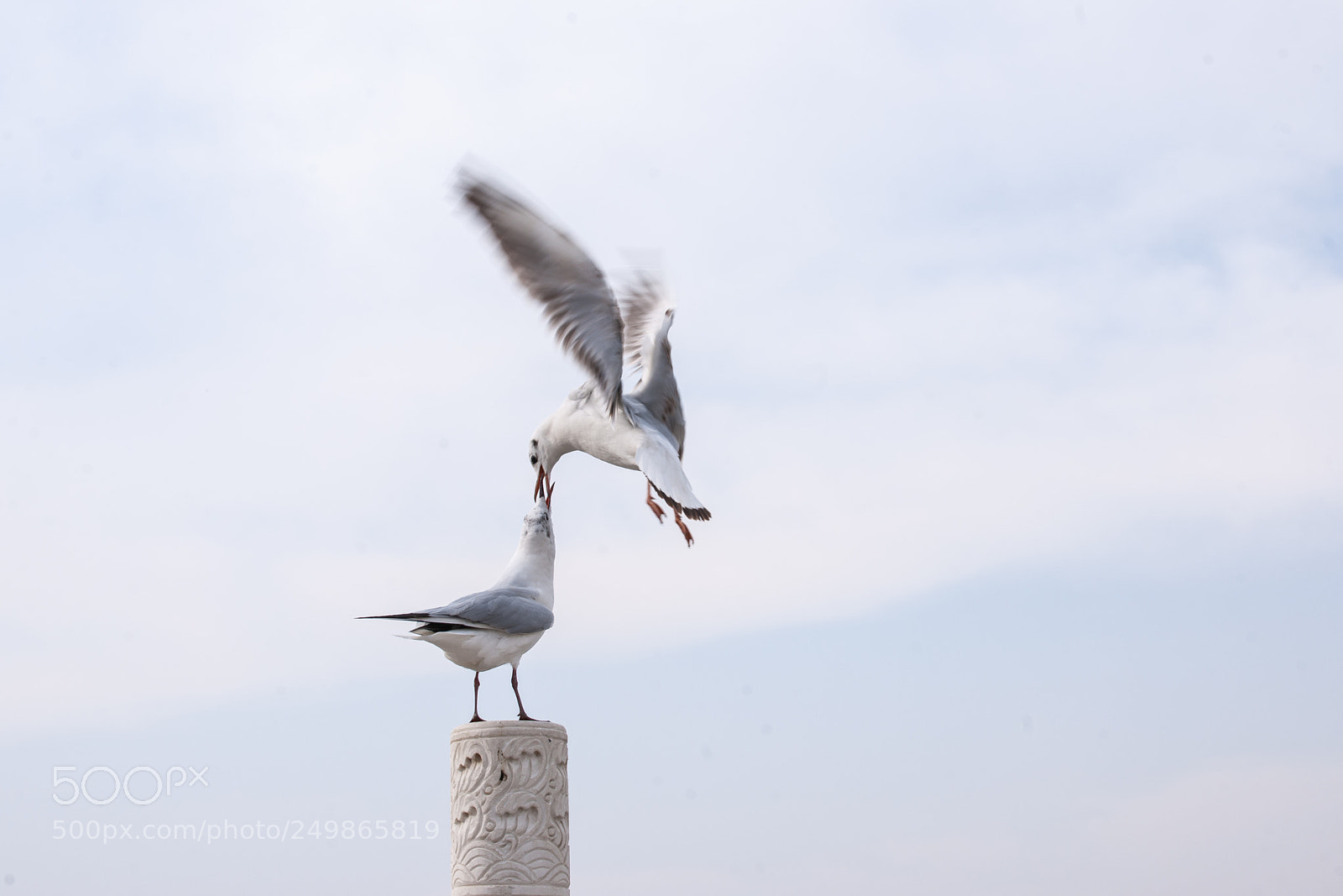 Nikon D3X sample photo. Black headed gull photography