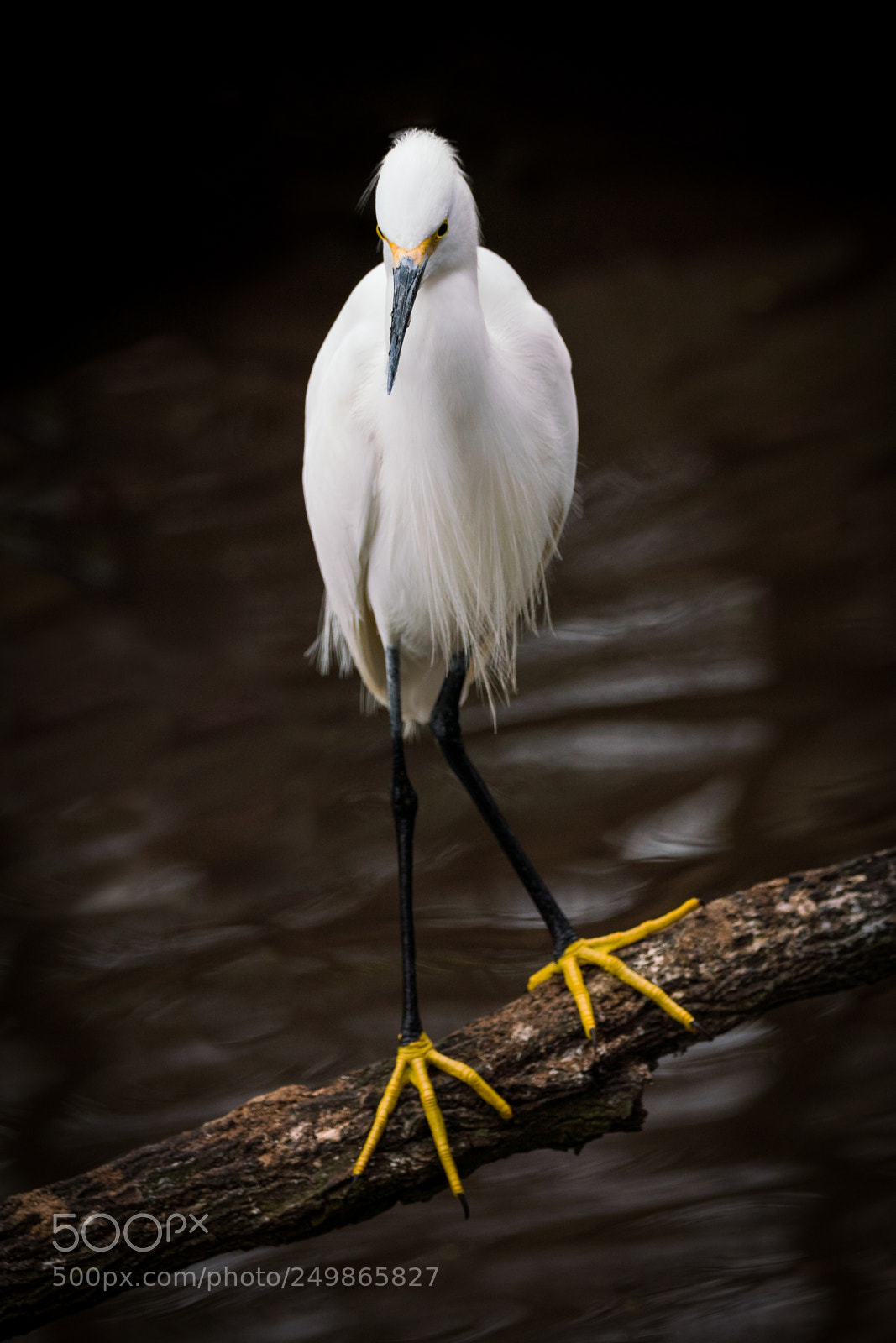 Sony a7R III sample photo. Snowy egret photography