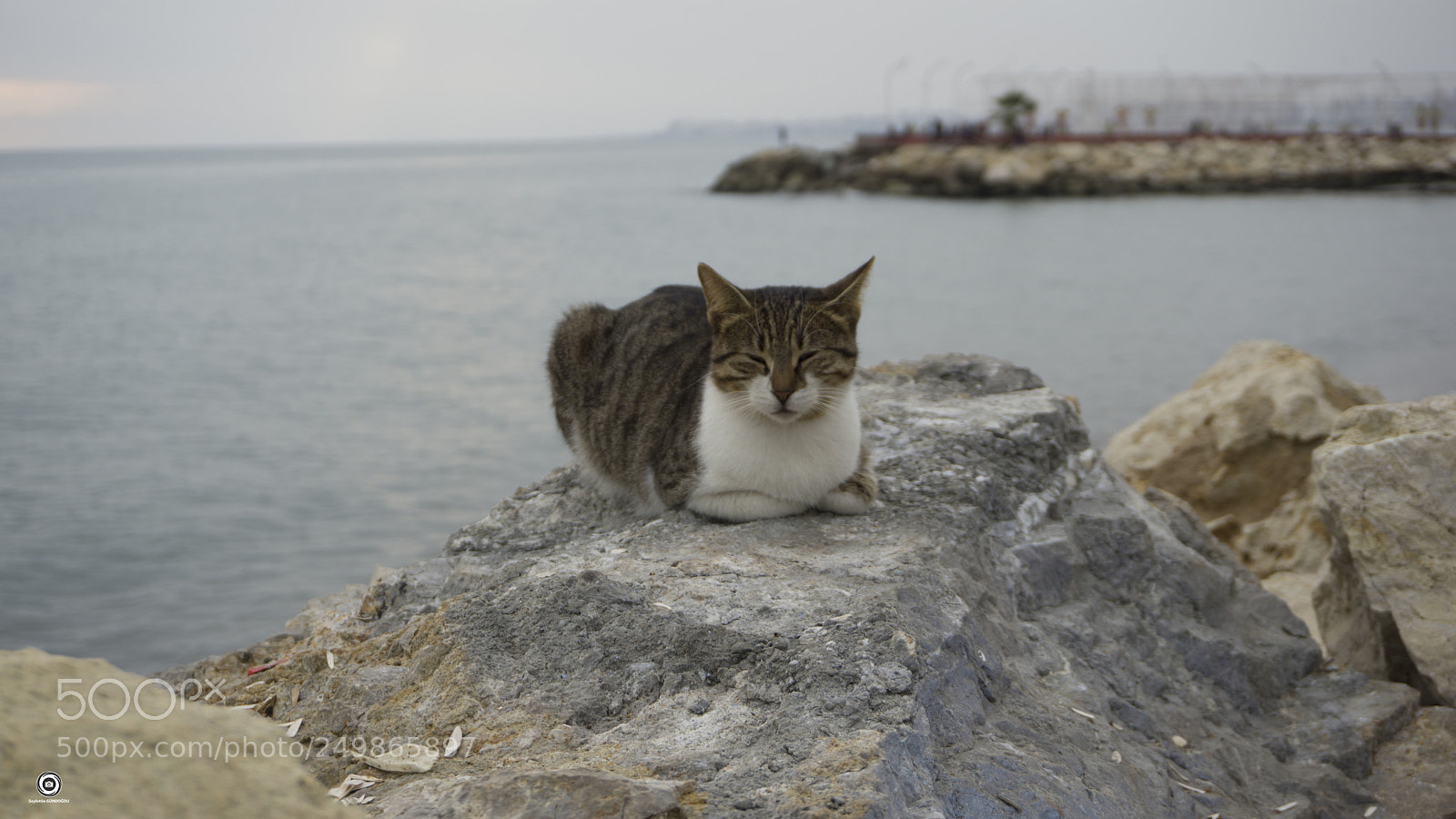 Sony a6000 sample photo. Mersin - cat photography