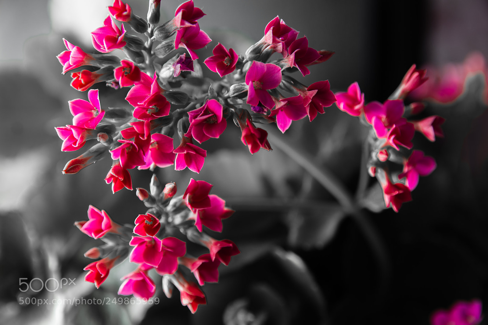 Nikon D7200 sample photo. Flowers photography