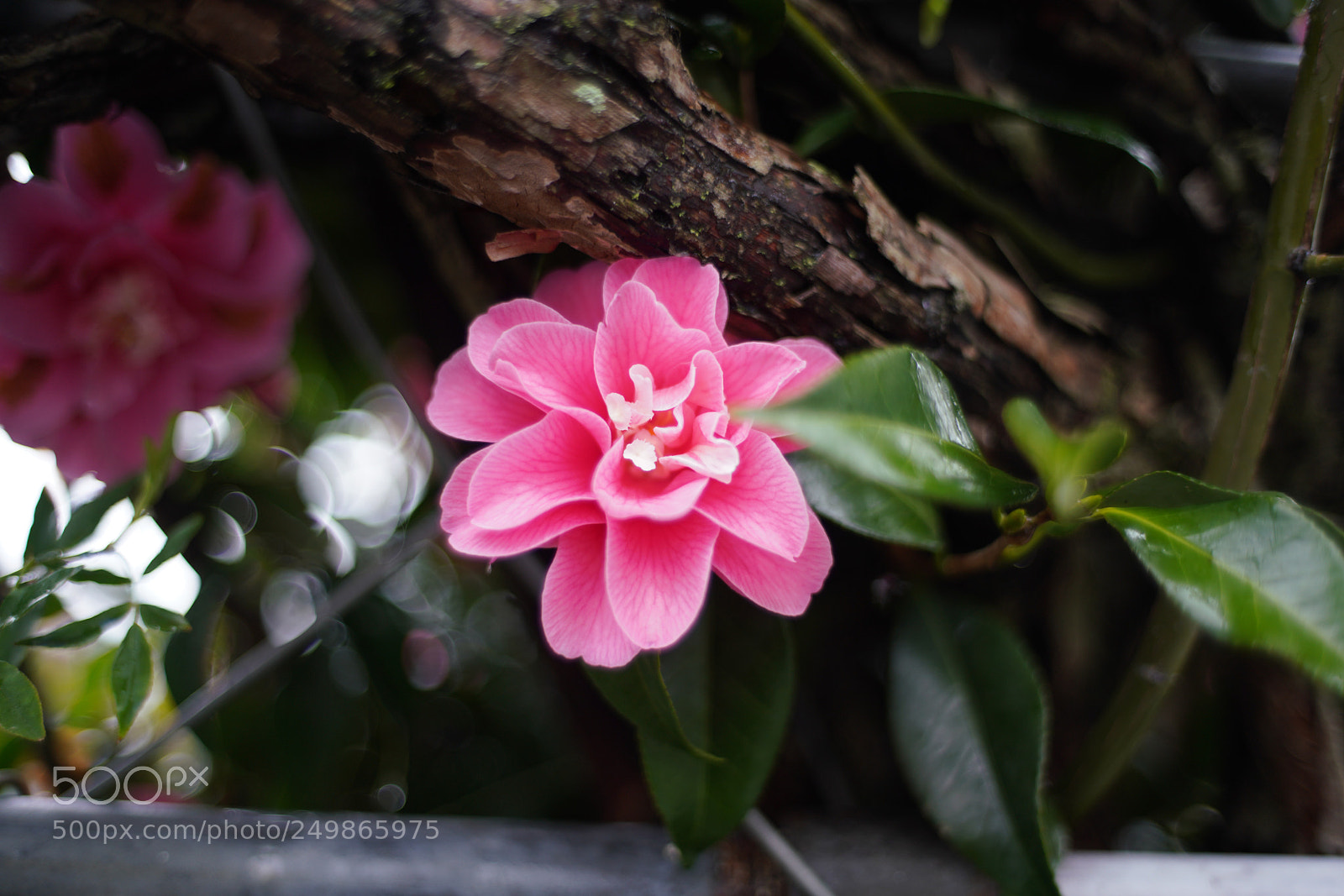 Sony a7R III sample photo. Rain flower on a photography