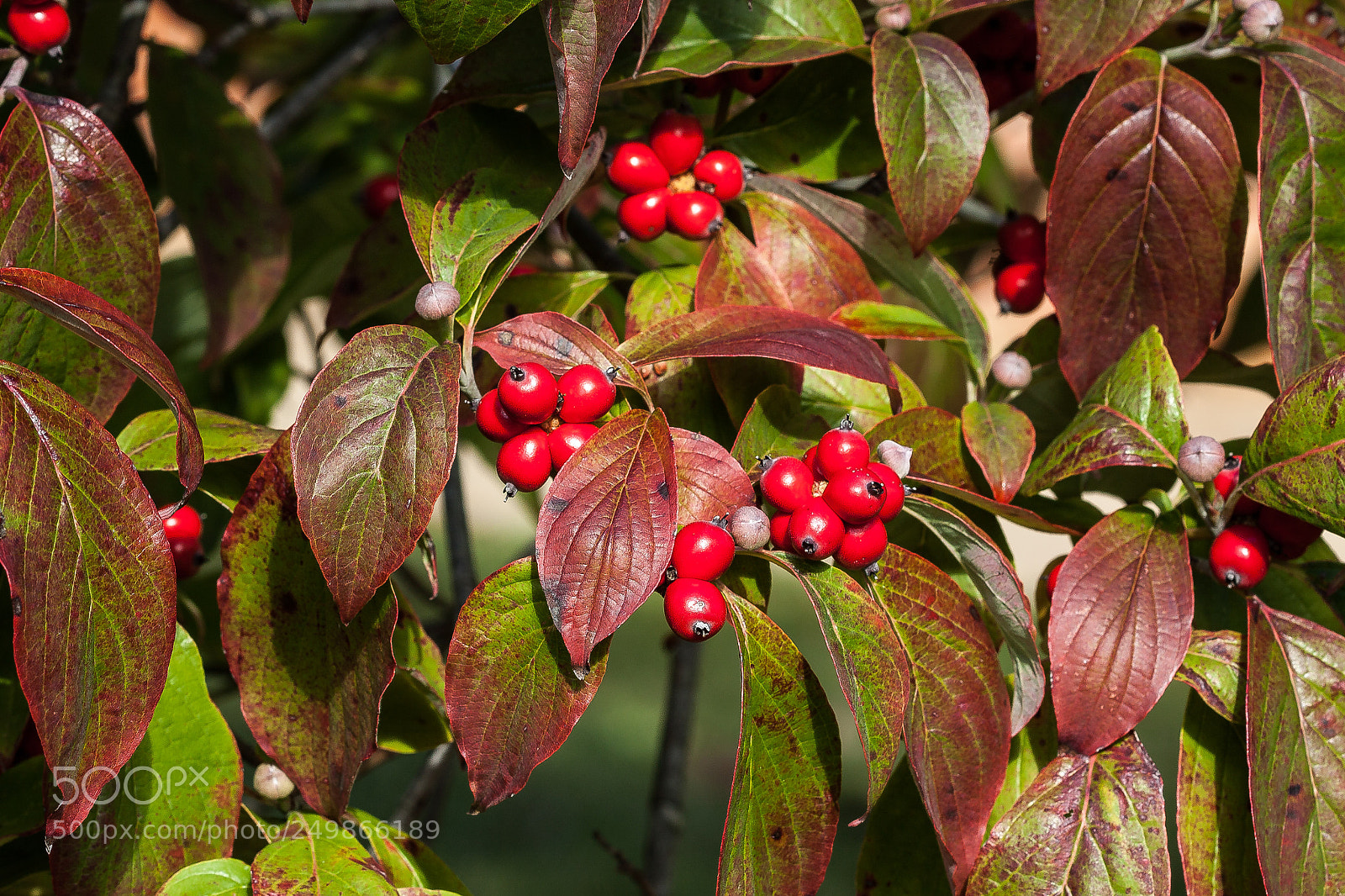 Canon EOS 50D sample photo. Dogwood tree with fruit photography
