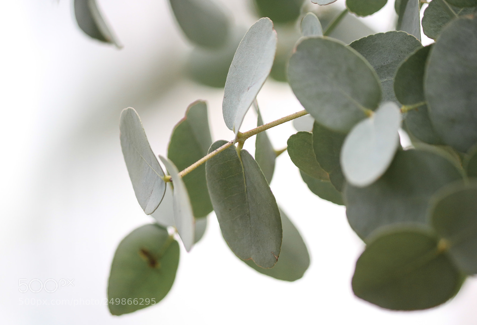 Canon EOS 750D (EOS Rebel T6i / EOS Kiss X8i) sample photo. Eucalyptus photography