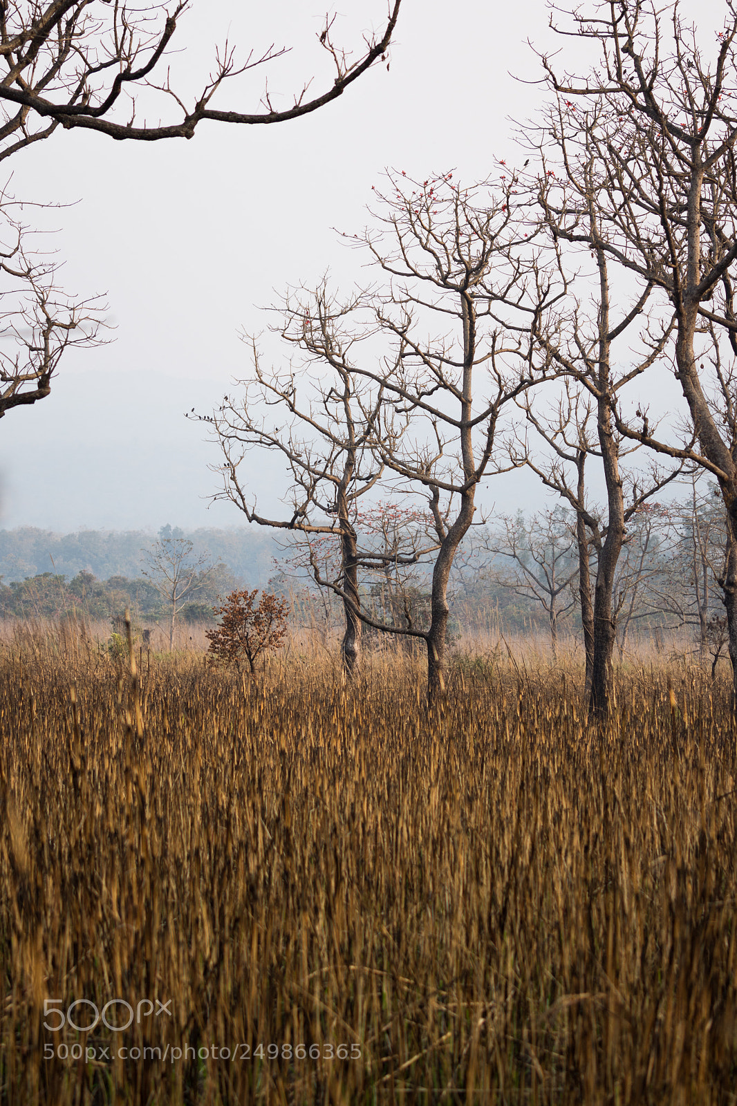 Nikon D7200 sample photo. Jungle's frame photography