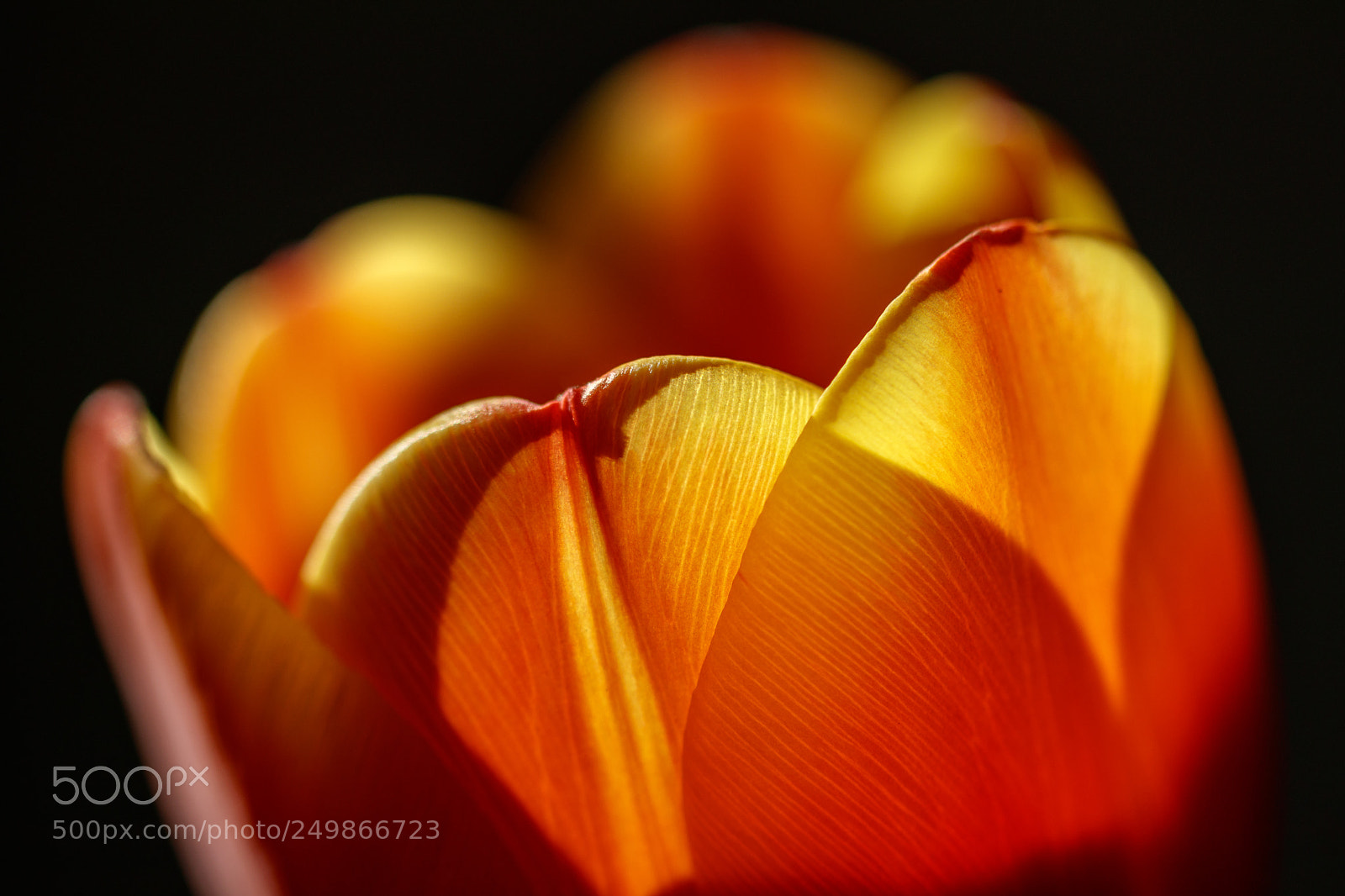 Canon EOS 80D sample photo. Tulip (2/3) photography