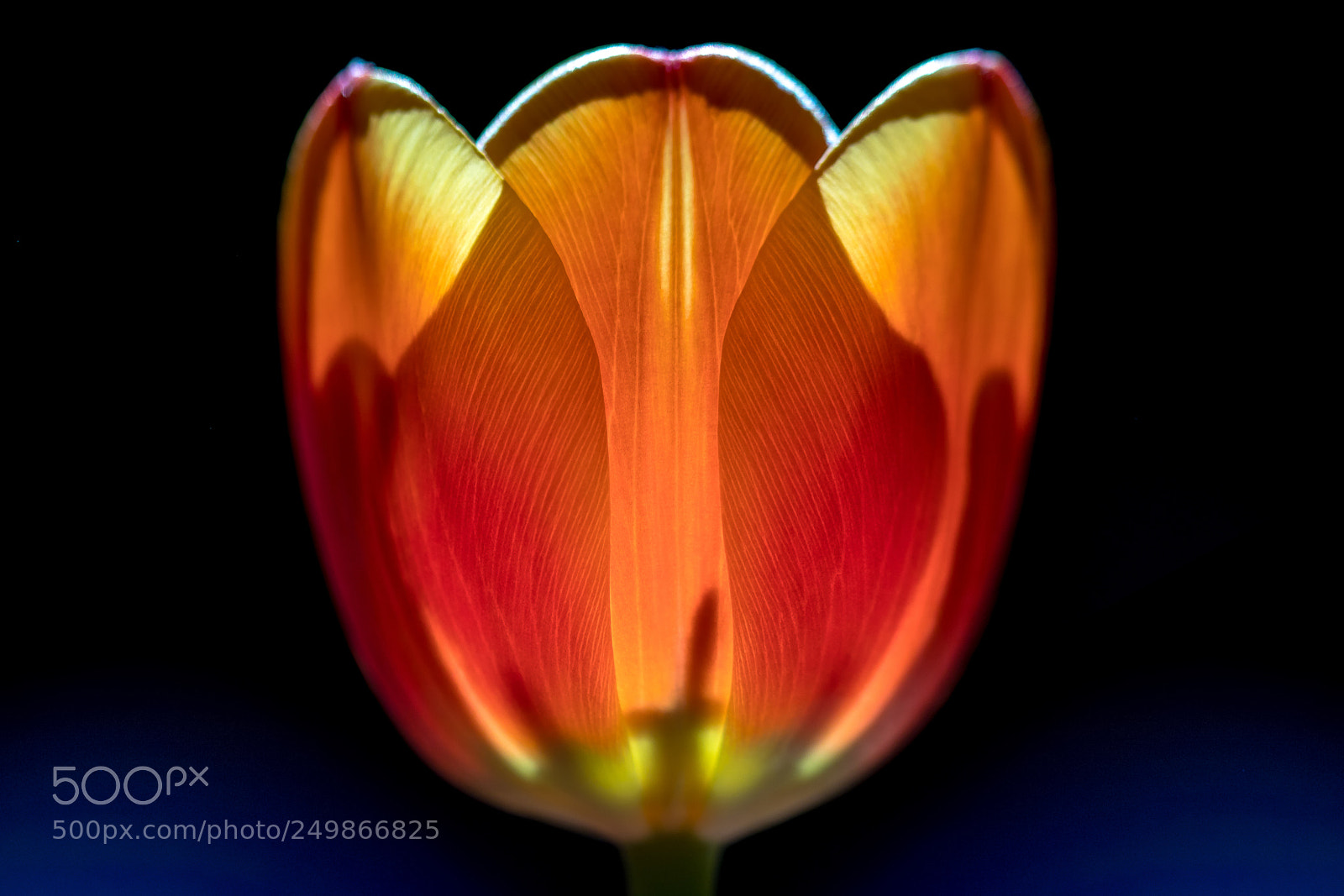 Canon EOS 80D sample photo. Tulip (3/3) photography