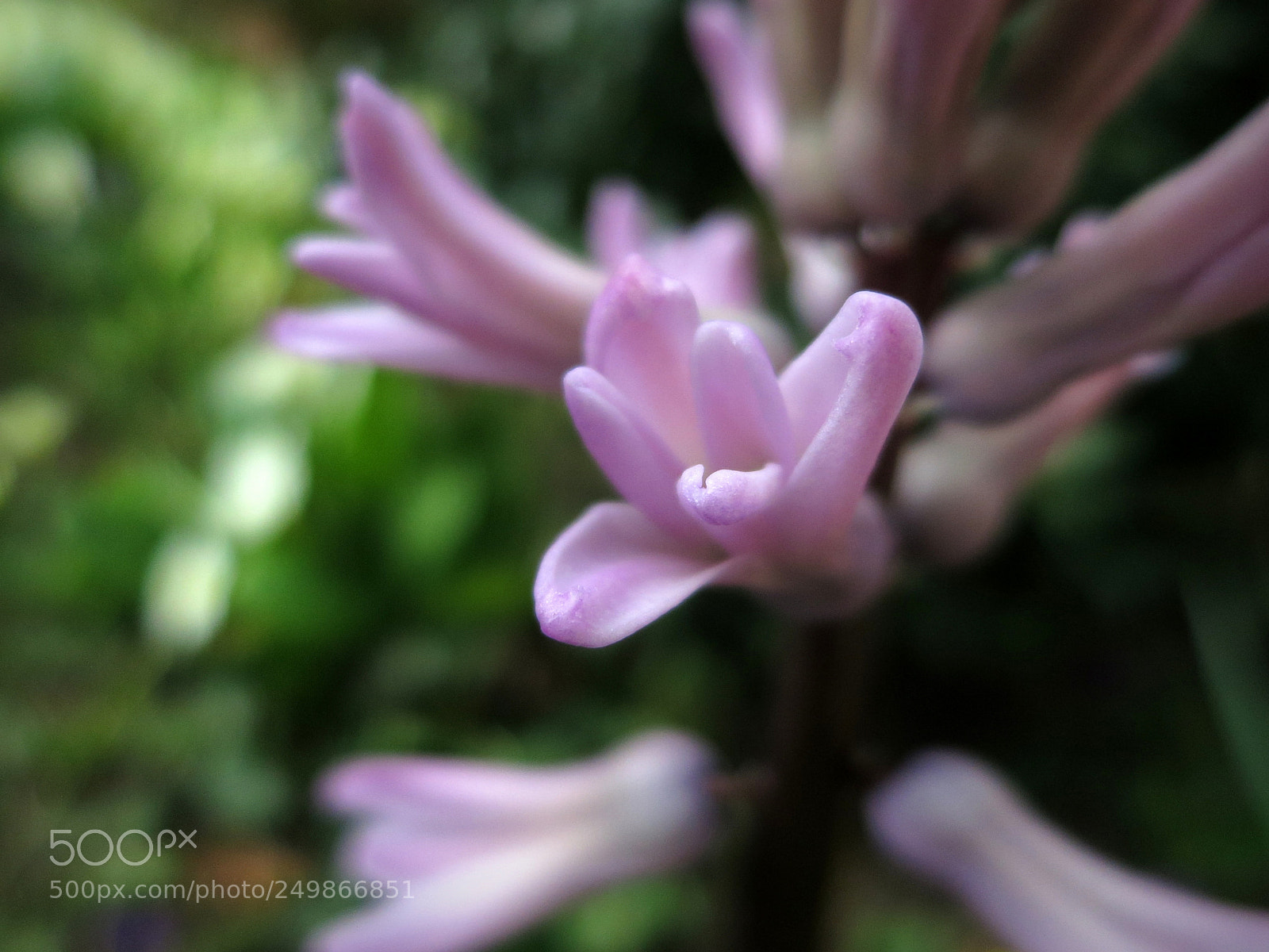 Canon PowerShot S100 sample photo. Breath of the hyacinth photography