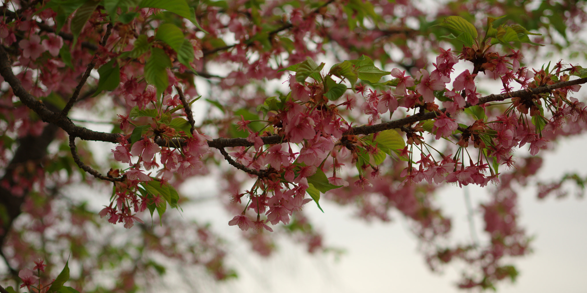 Pentax K-70 + Pentax smc DA 35mm F2.4 AL sample photo. Sargent's cherry photography