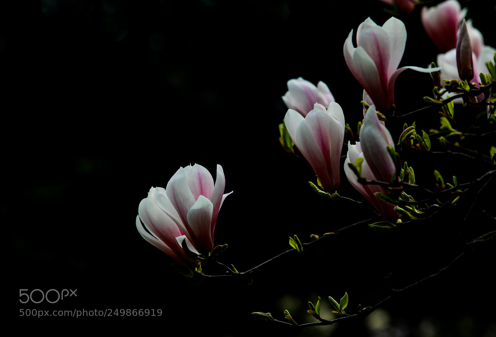 Canon EOS 5D Mark IV sample photo. Untitled photography