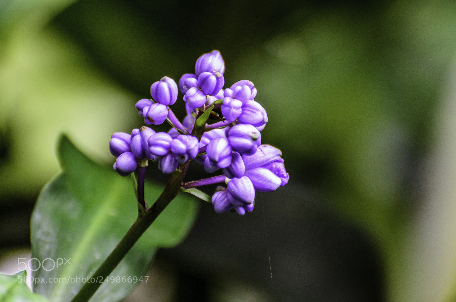 Nikon D7000 sample photo. Blossom photography