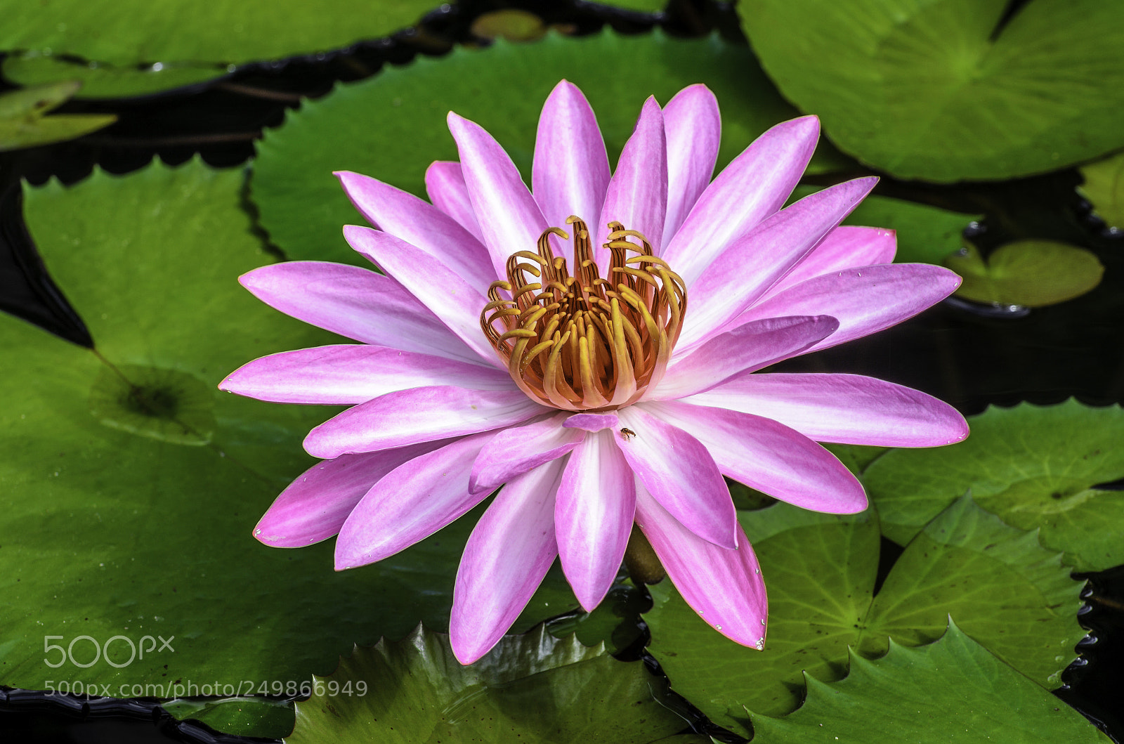 Nikon D7000 sample photo. Blossom photography
