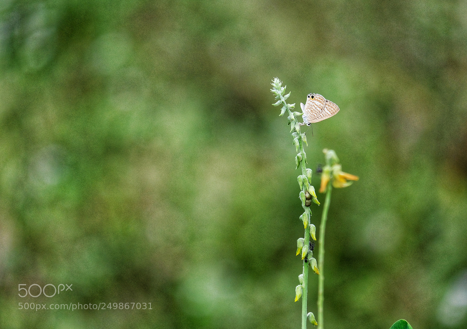 Fujifilm X-T20 sample photo. Butterfly photography