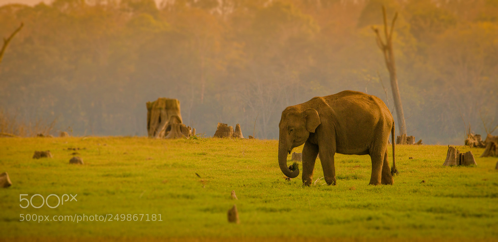 Nikon D800 sample photo. The single elephant photography