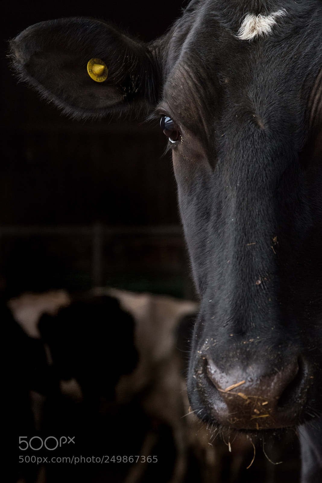 Pentax K-1 sample photo. Untitled photography