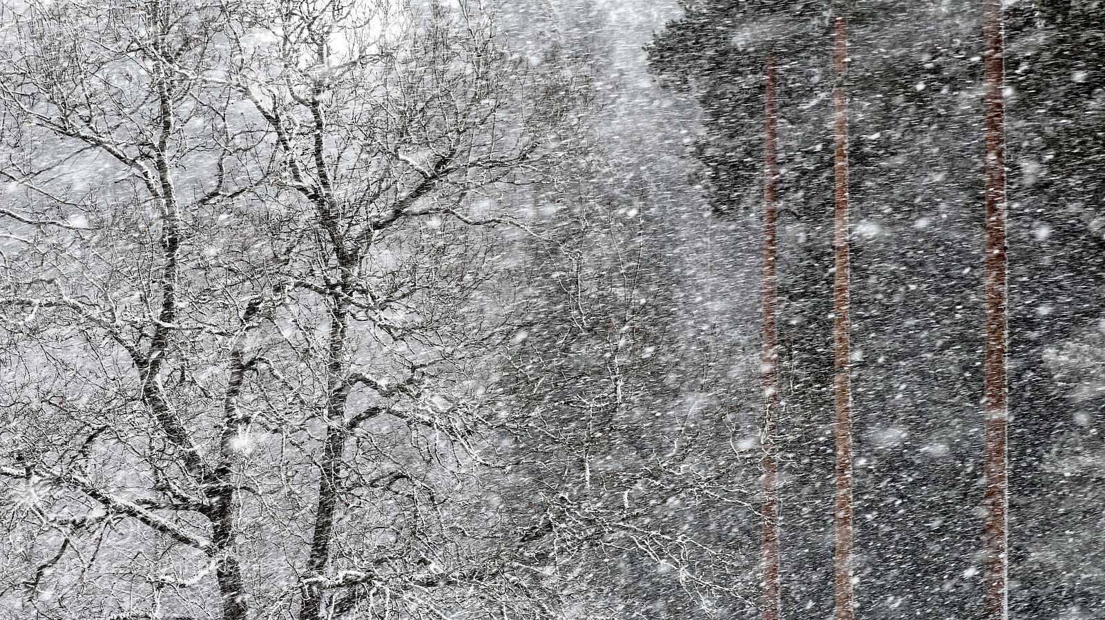Canon EOS 1200D (EOS Rebel T5 / EOS Kiss X70 / EOS Hi) sample photo. Trees in snowfall photography