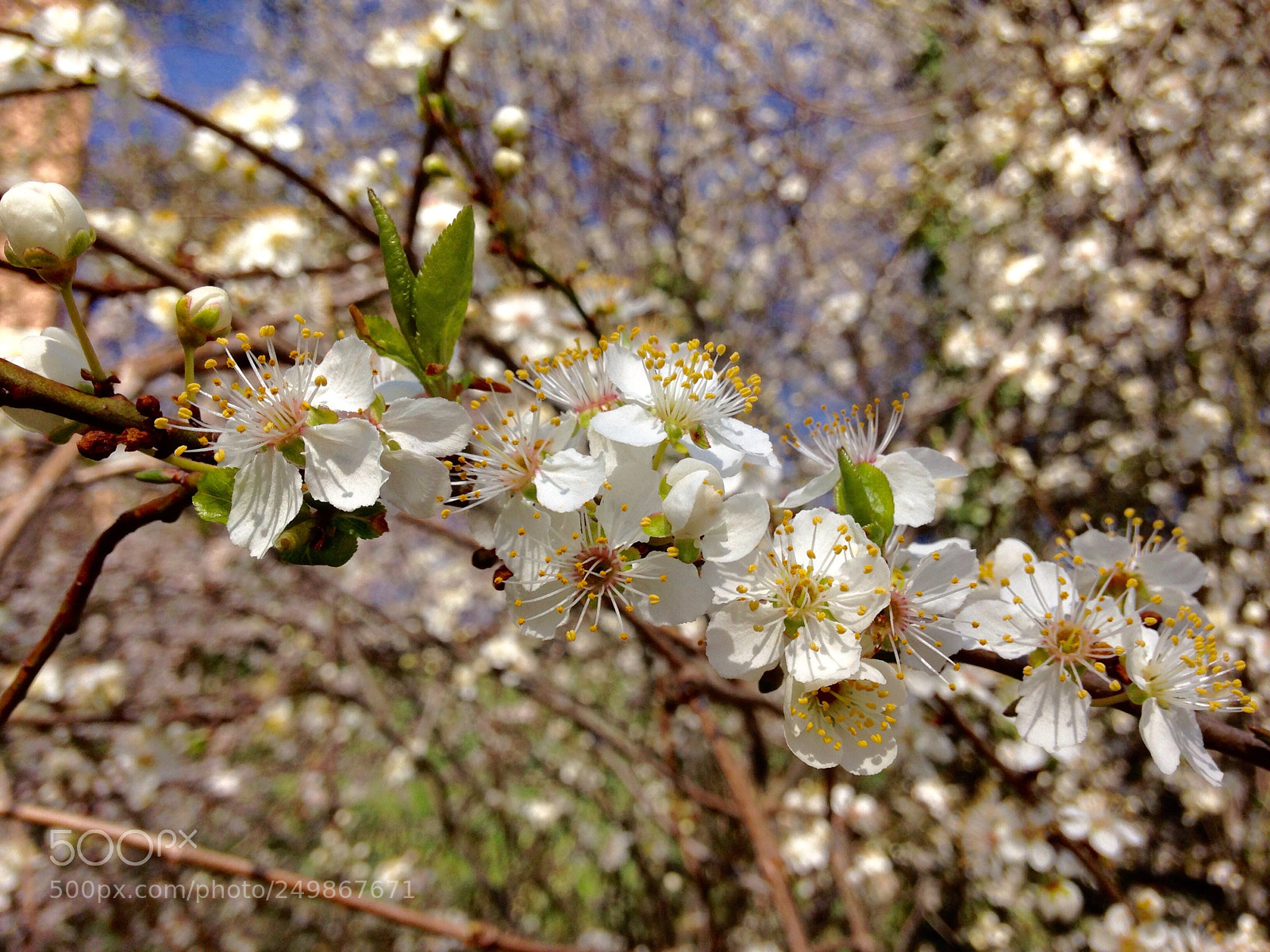 Apple iPhone 5c sample photo. Untitled photography