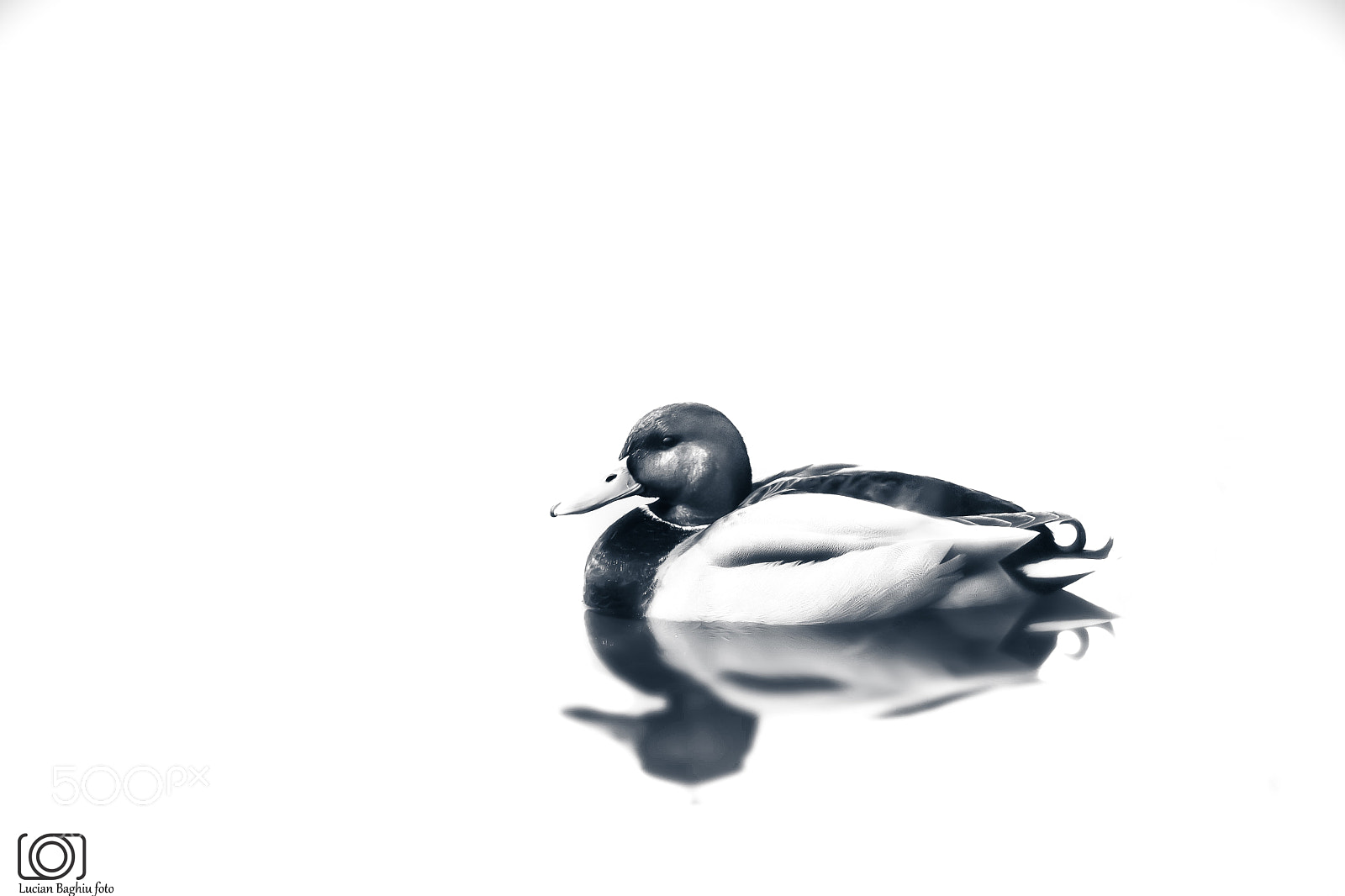 Nikon D7200 sample photo. Bw duck photography