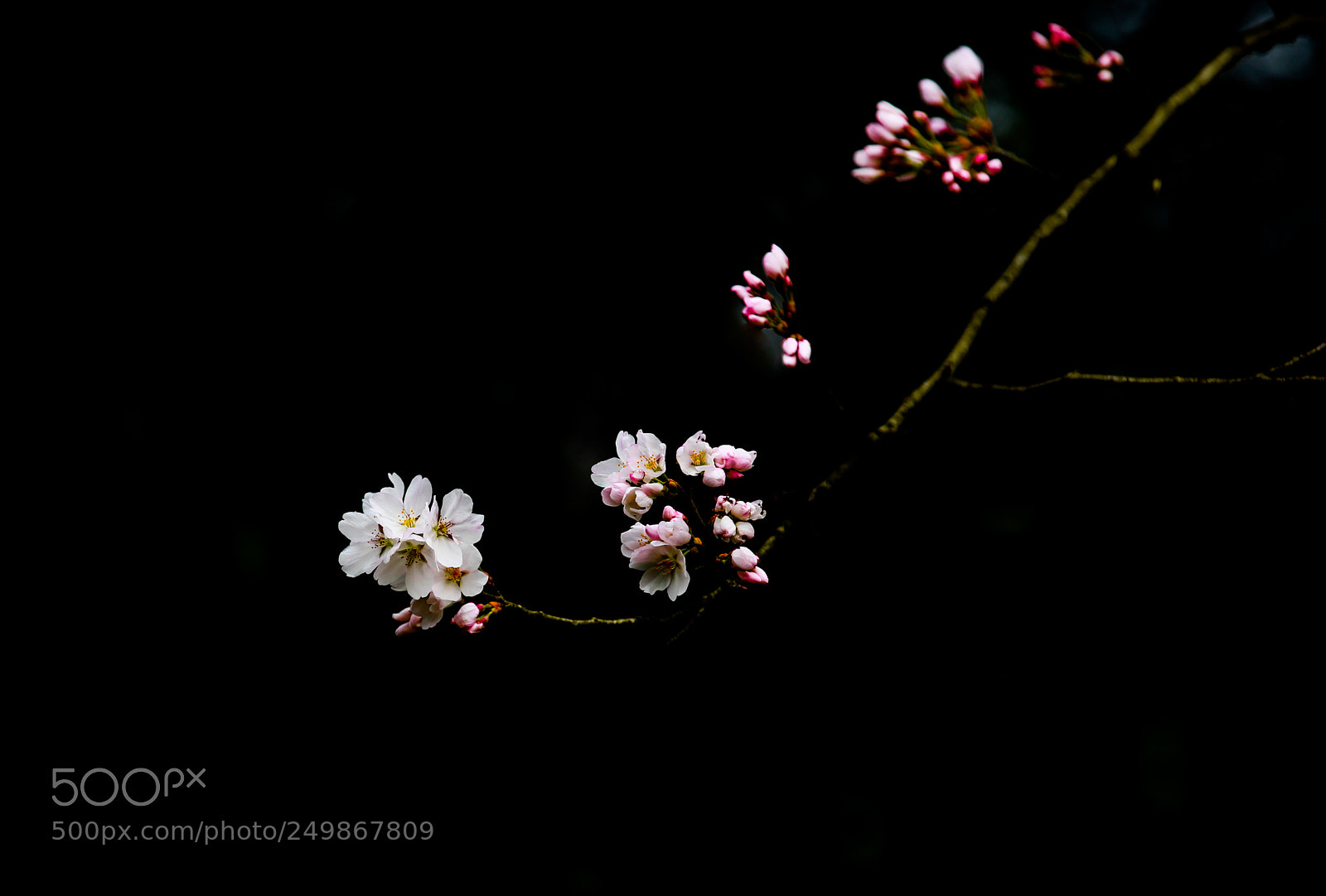 Canon EOS 5D Mark IV sample photo. Untitled photography