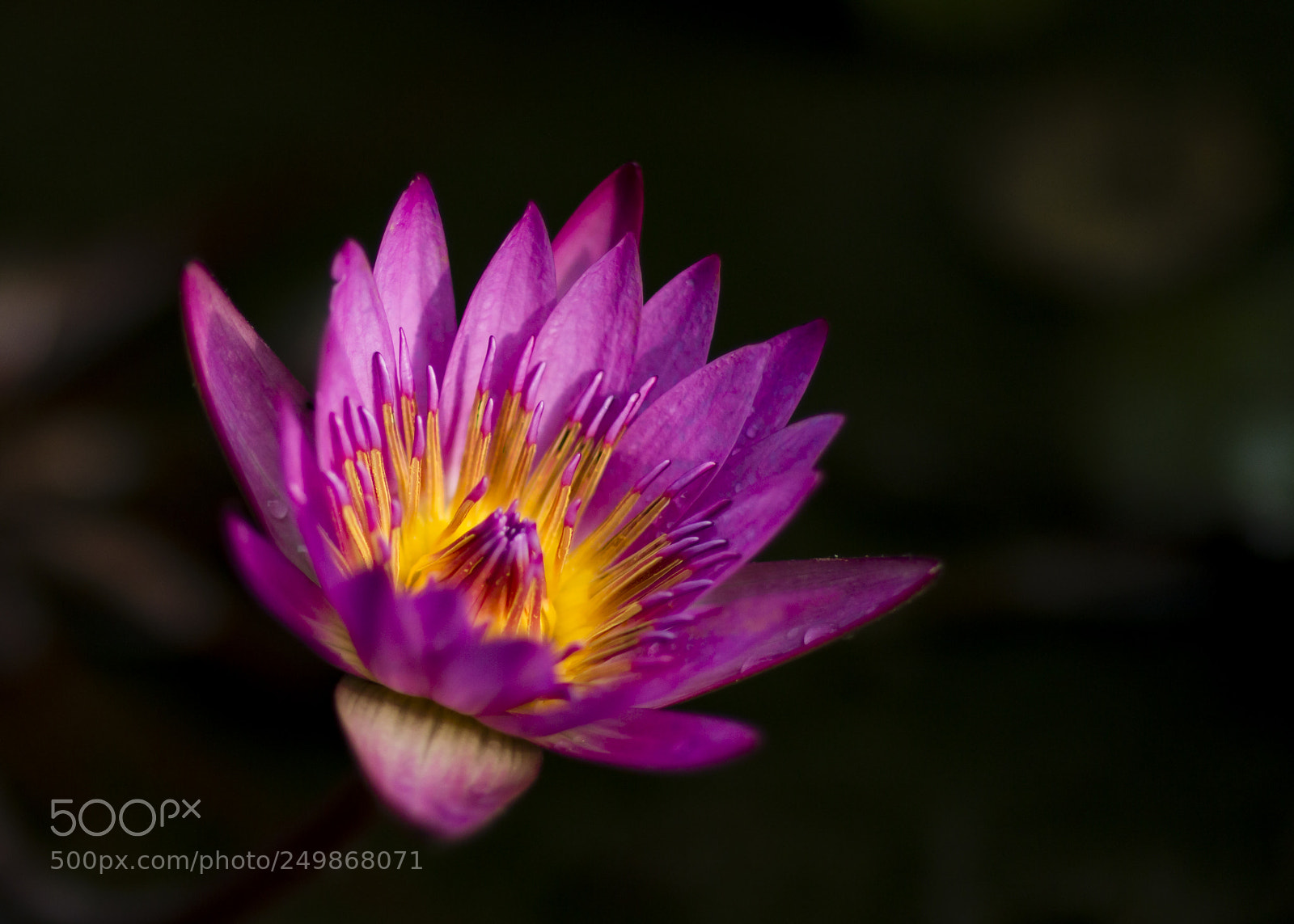 Canon EOS 70D sample photo. Untitled photography