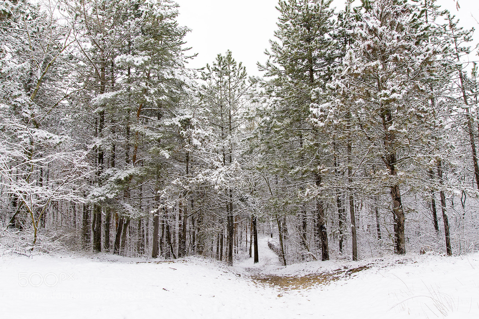 Nikon D610 sample photo. Late winter photography