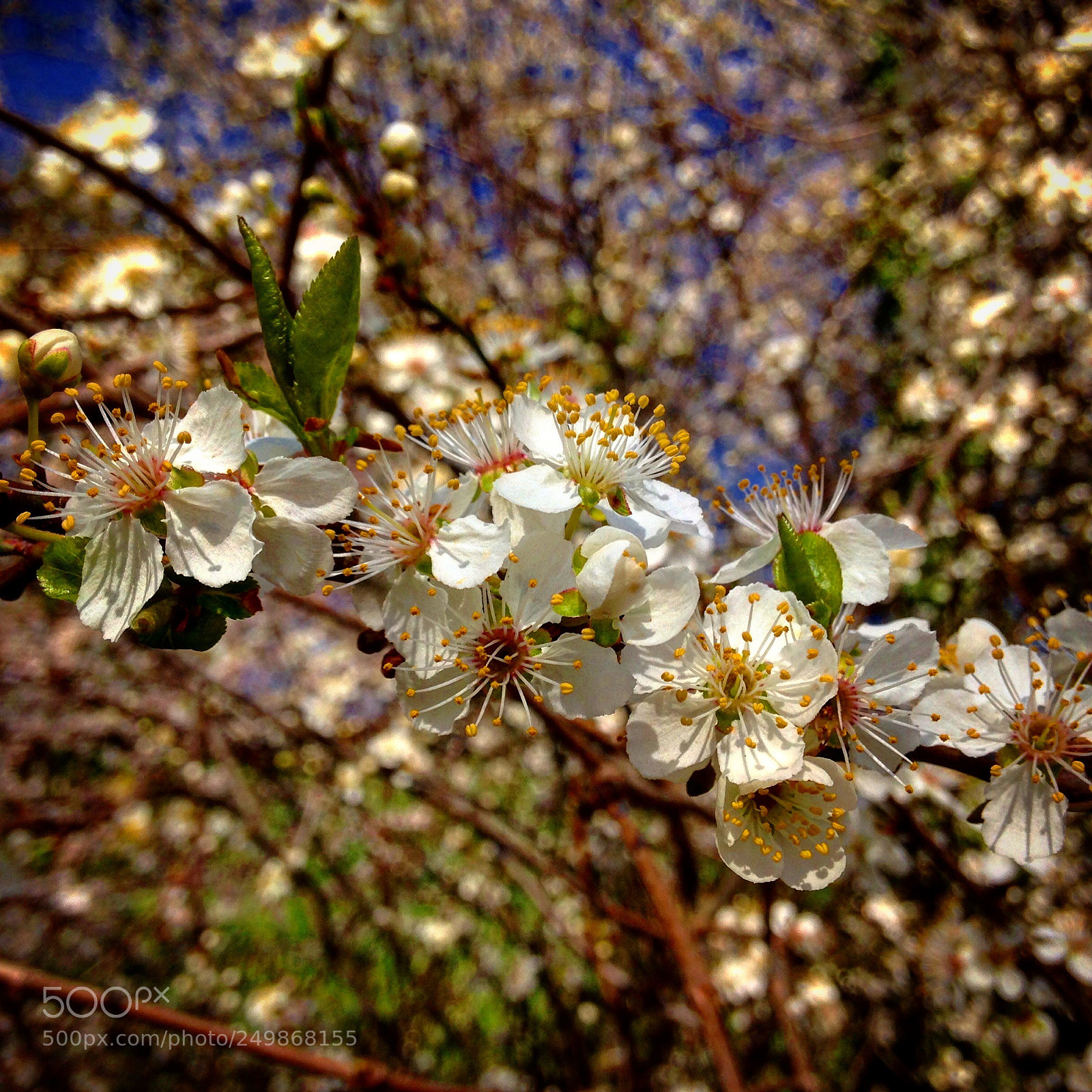 Apple iPhone 5c sample photo. Untitled photography