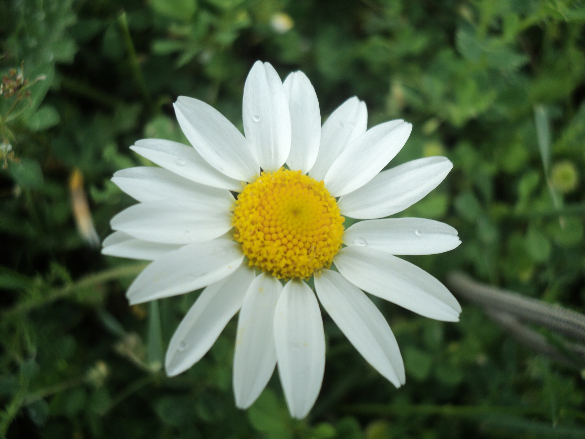 Sony DSC-S2000 sample photo. Flower photography