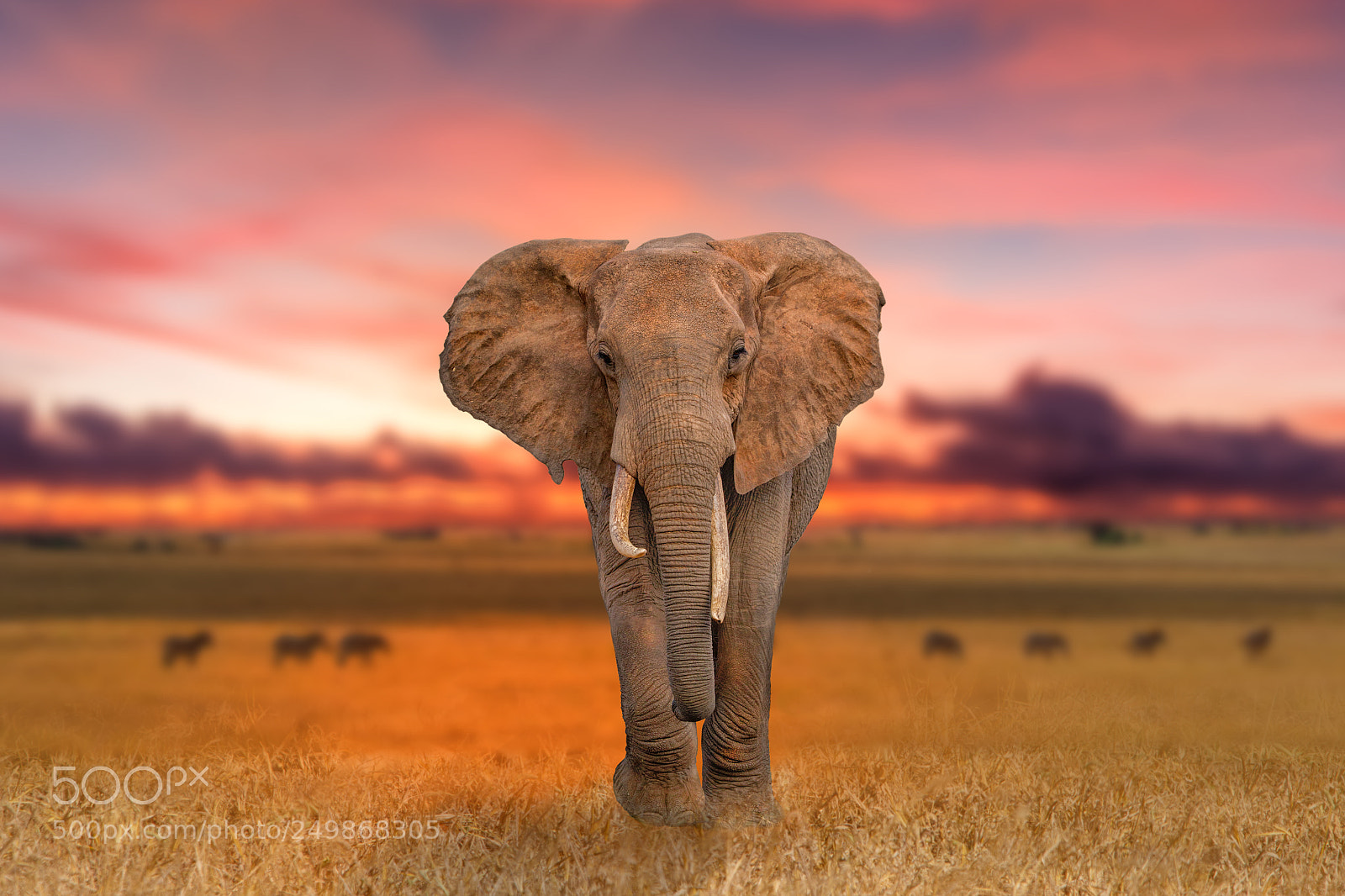 Canon EOS 7D Mark II sample photo. Kenya safari 2018 photography