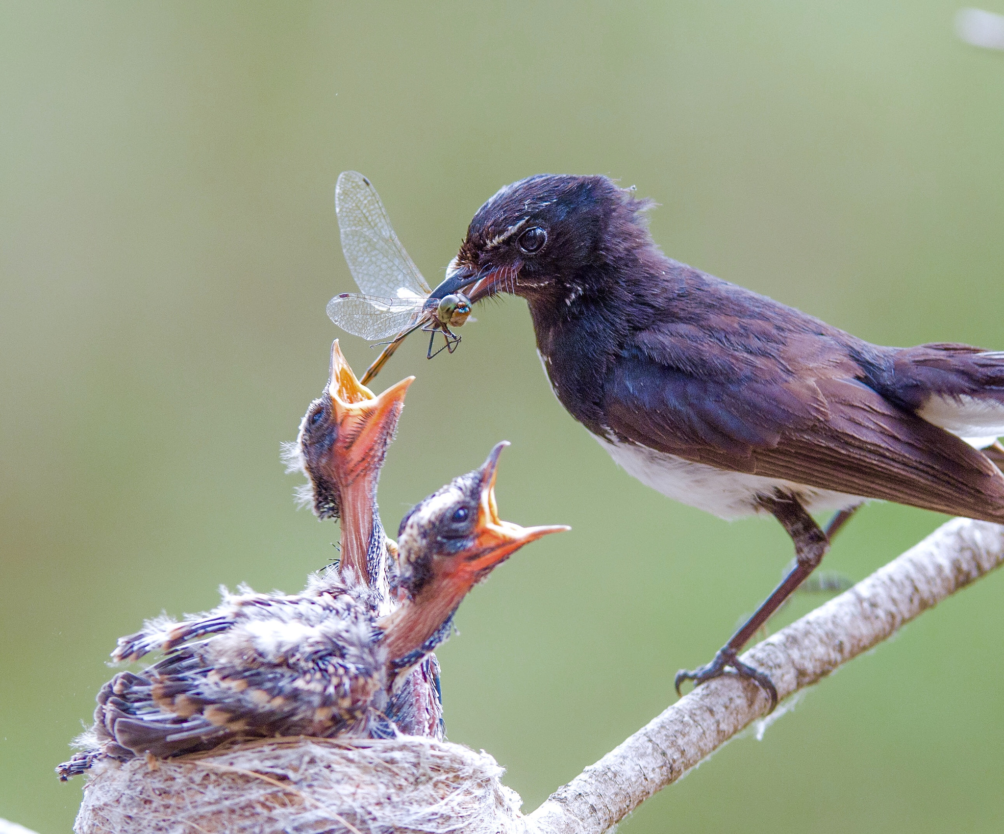 Nikon D810A sample photo. Feeding photography