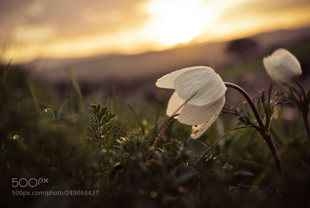 Nikon D3200 sample photo. Spring flowers at sunset photography