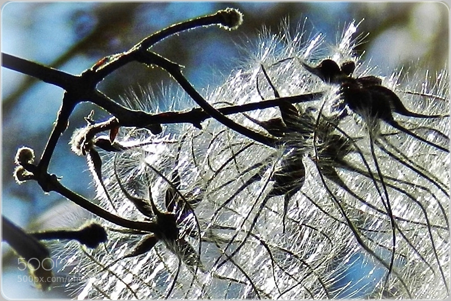 Nikon Coolpix P500 sample photo. Natural filigree photography
