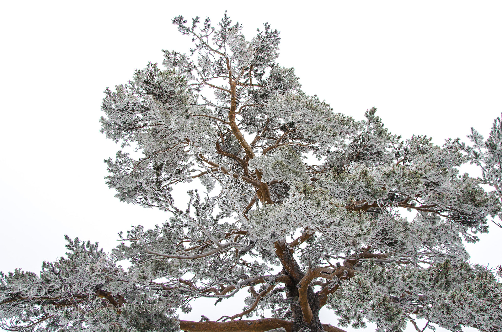 Nikon D5100 sample photo. Navacerrada photography