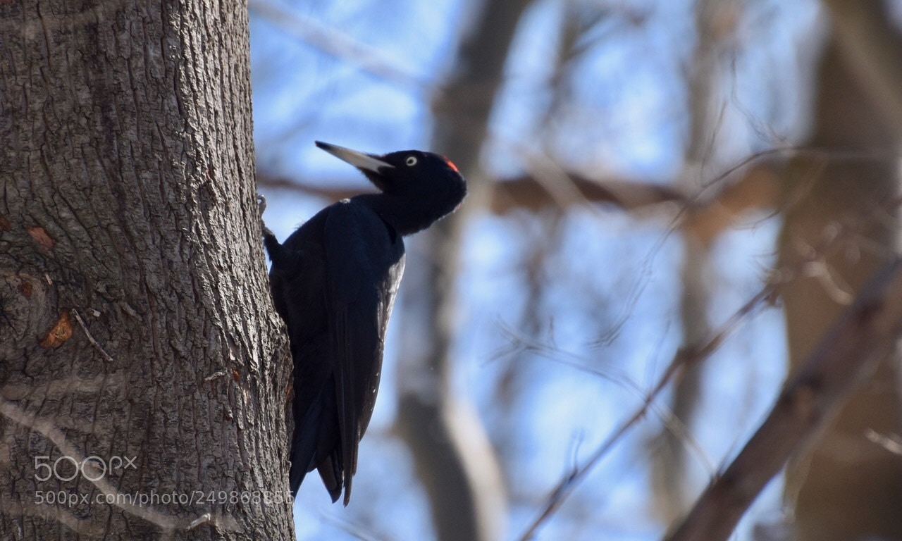 Nikon D5600 sample photo. Untitled photography