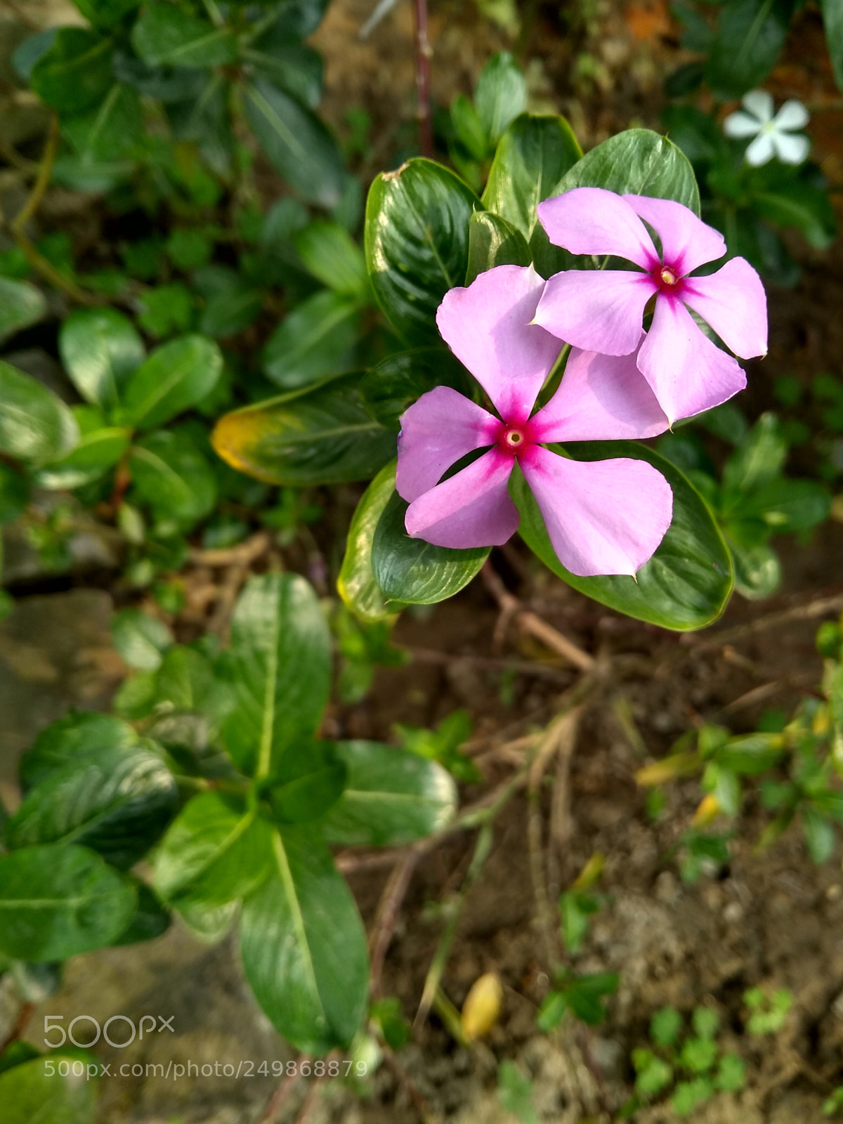 Motorola Moto G (5S) Plus sample photo. Untitled photography