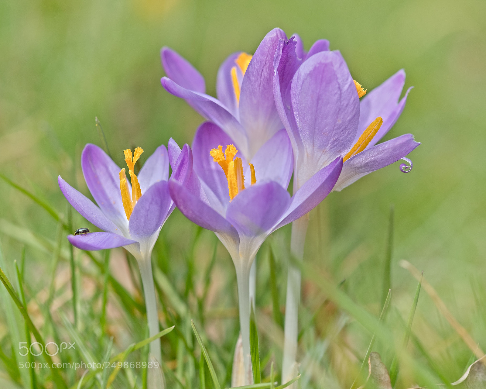 Fujifilm X-T2 sample photo. Crocus with visitor photography