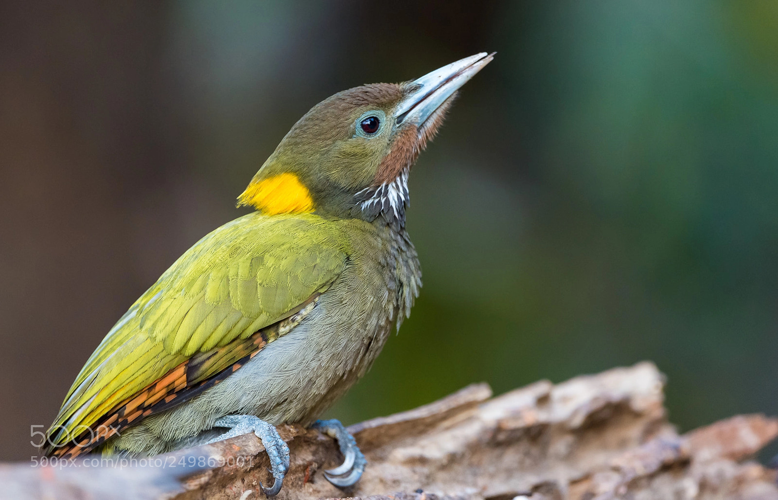 Nikon D610 sample photo. Greater yellownape woodpecker photography