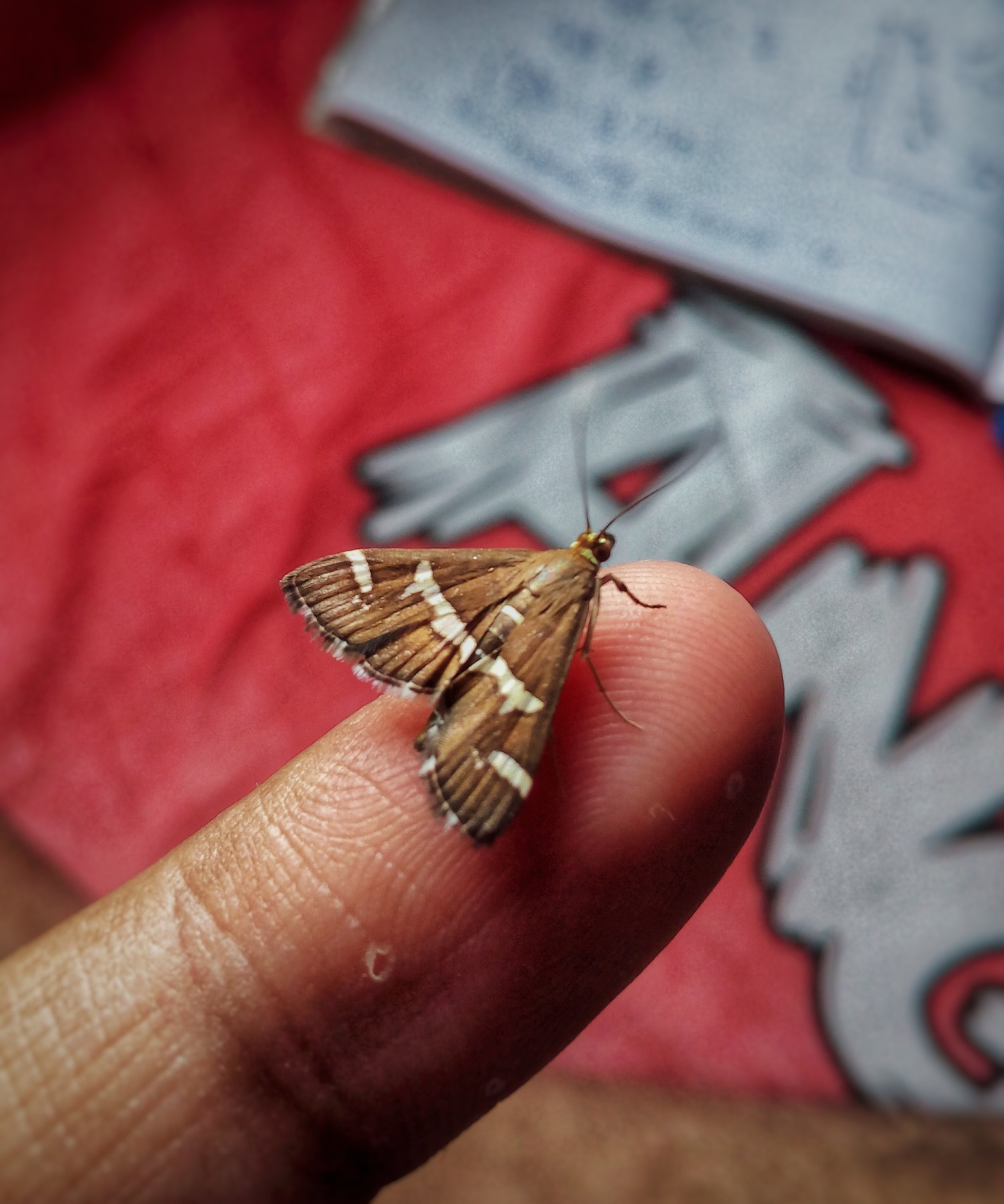 Micromax Canvas Spark sample photo. Luck photography