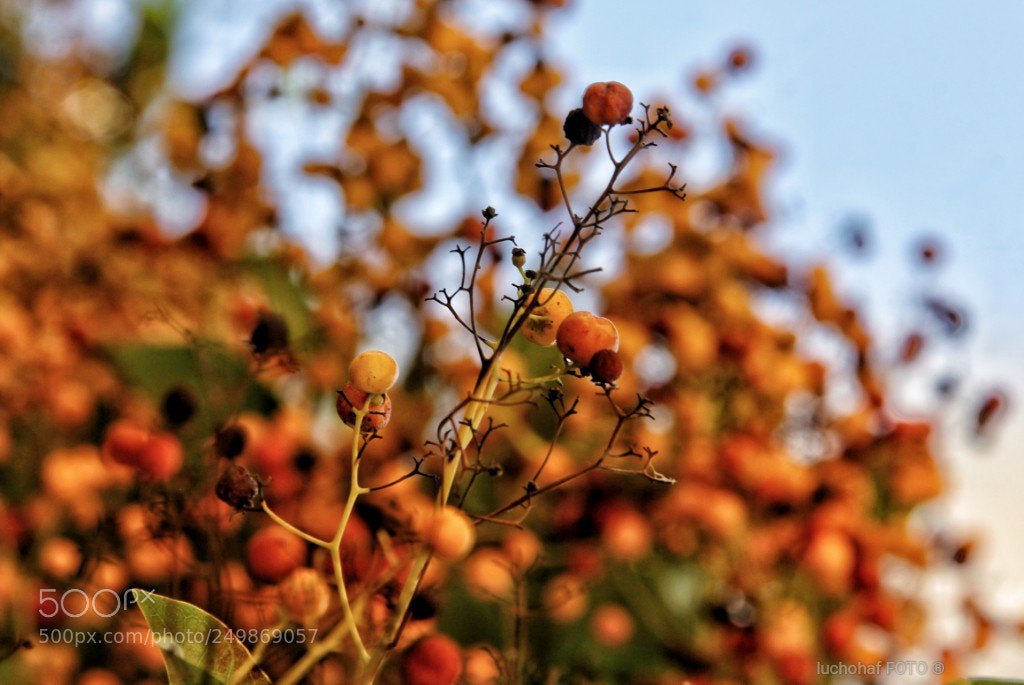 Canon EOS 60D sample photo. Frutos photography