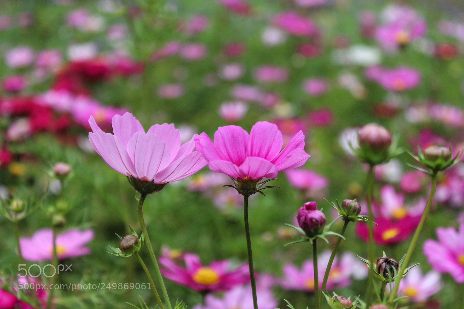Canon EOS 600D (Rebel EOS T3i / EOS Kiss X5) sample photo. Flowers photography