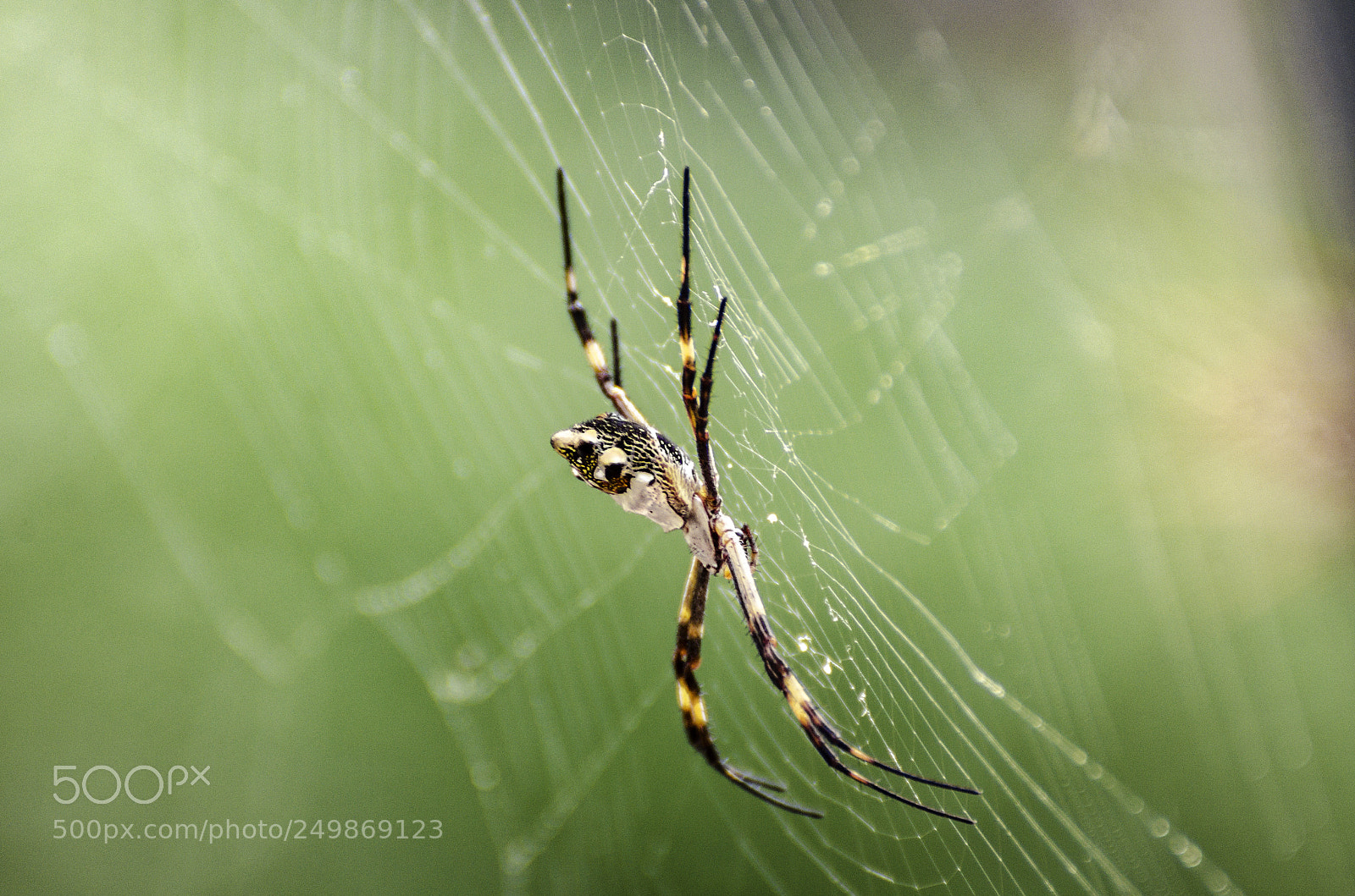 Nikon D7000 sample photo. Spider photography
