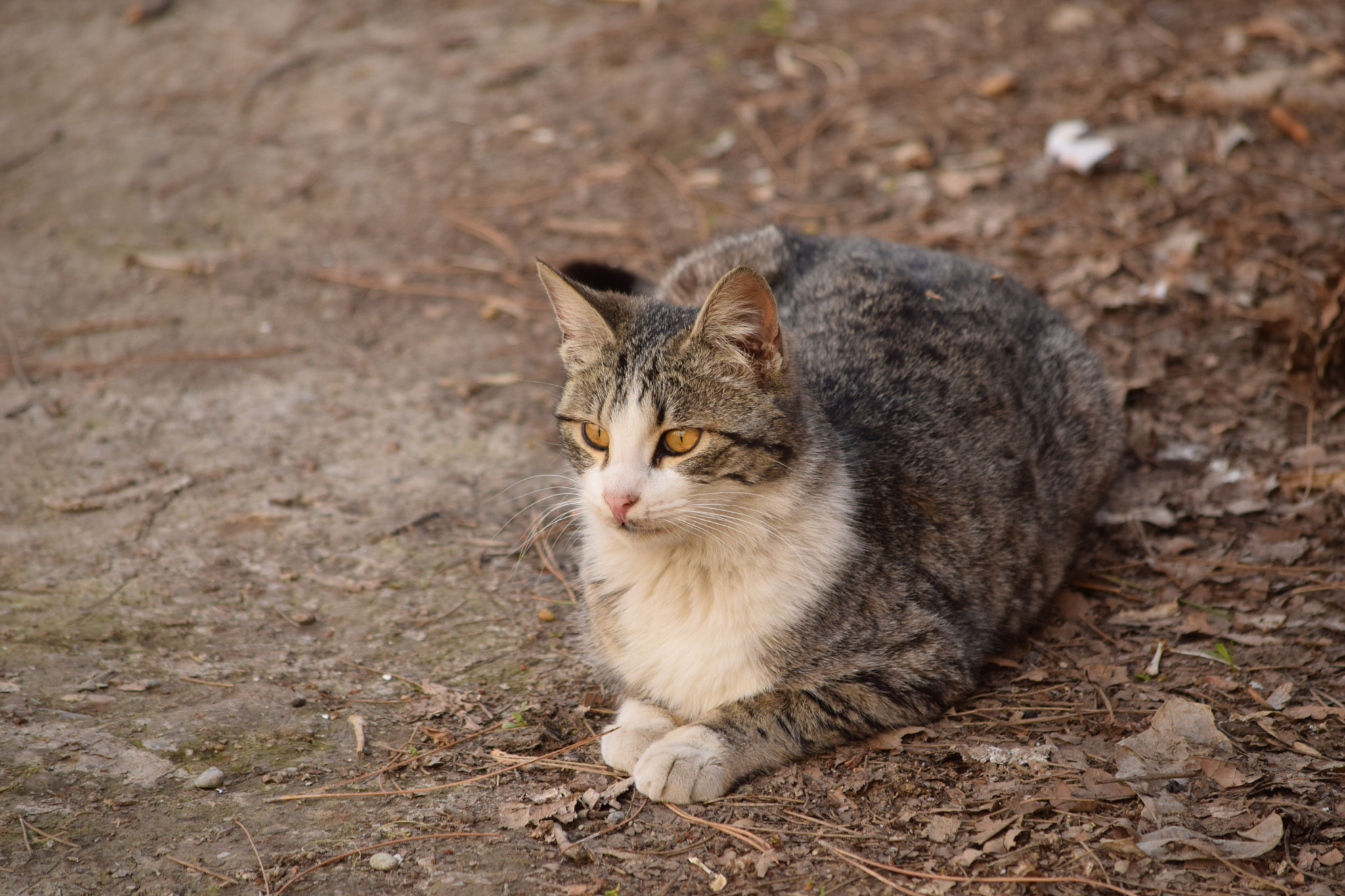 Nikon D3300 sample photo