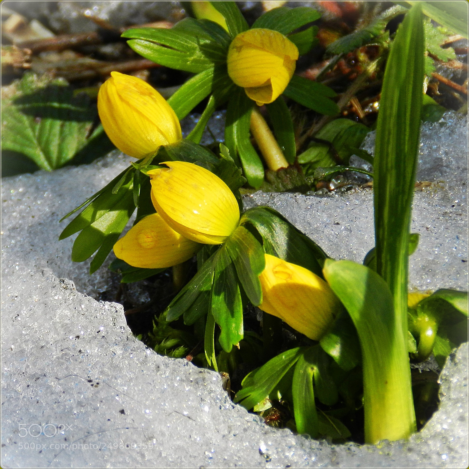 Nikon Coolpix P500 sample photo. Springtime is coming soon photography