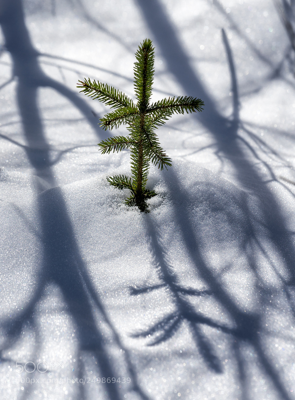 Sony a7 II sample photo. Harbinger? photography