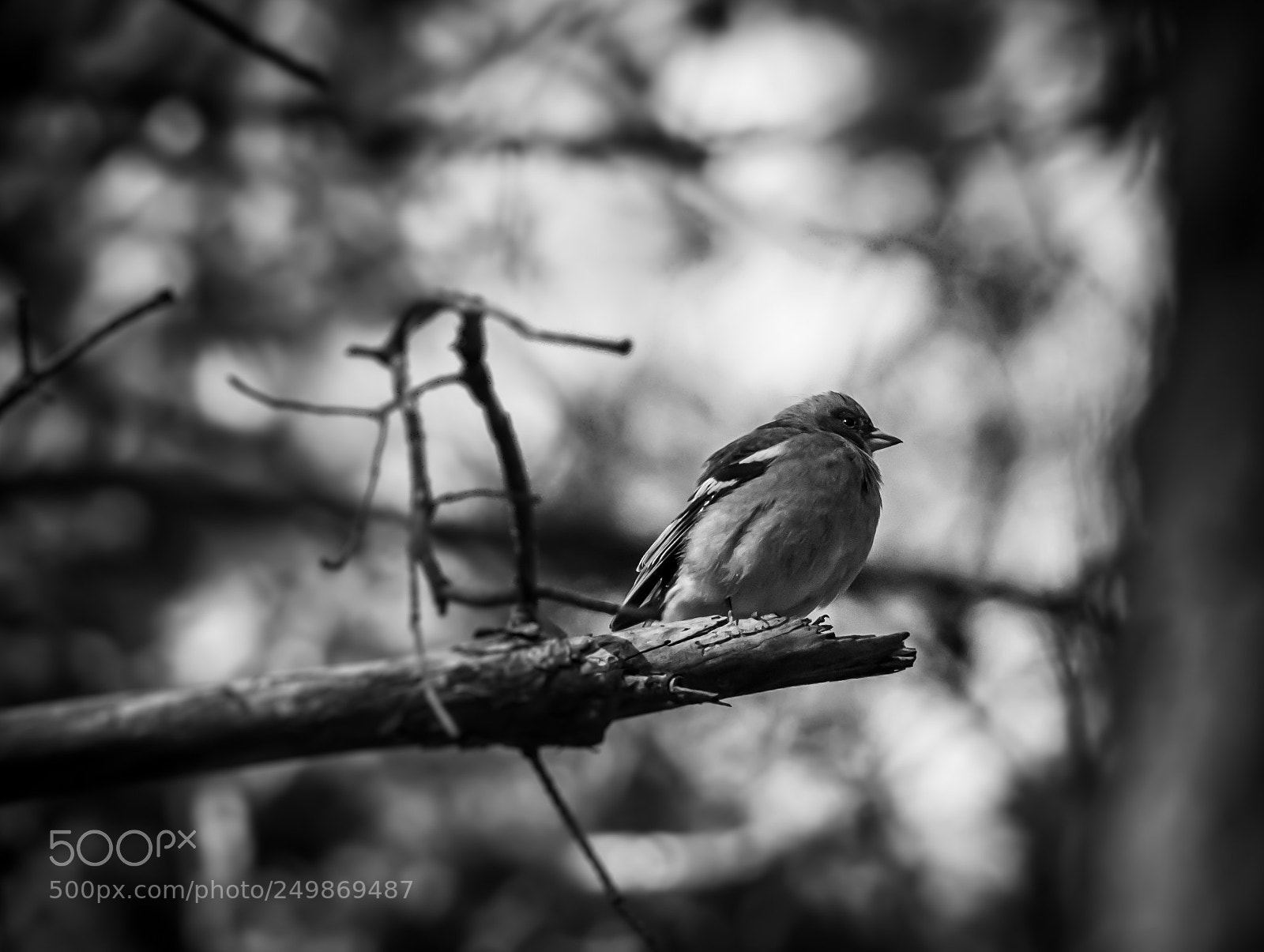 Nikon D90 sample photo. Finch photography