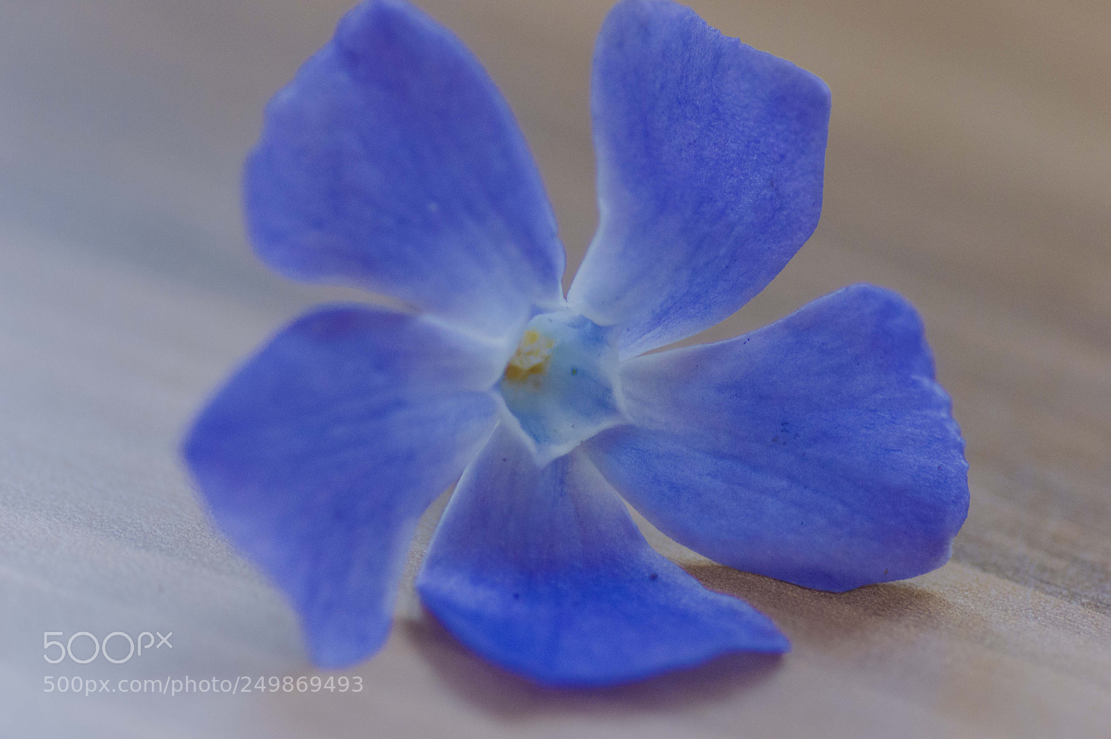 Nikon D3200 sample photo. Delicate photography