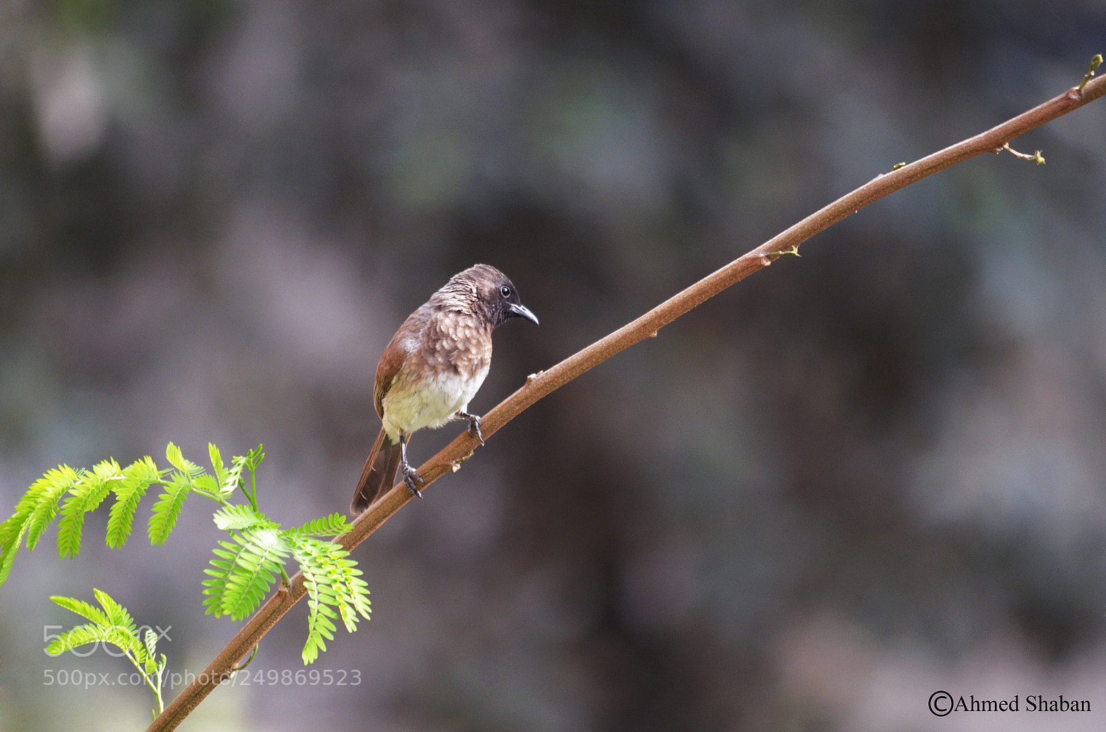 Nikon D7000 sample photo. Bird (the bluebird ) photography
