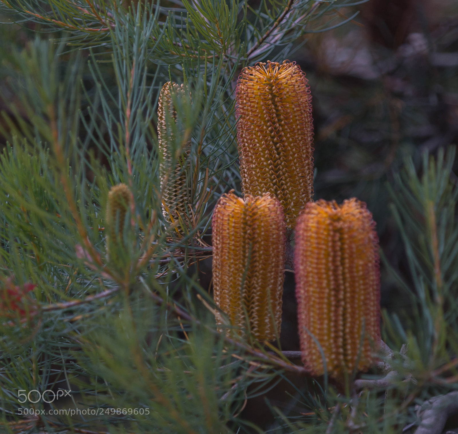 Canon EOS 70D sample photo. Banskia spinulosa photography